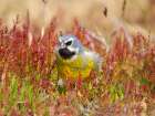 Male White-bridled finch in typical Tussock Grass on Sea Lion Island. Falkland Islands Art Print